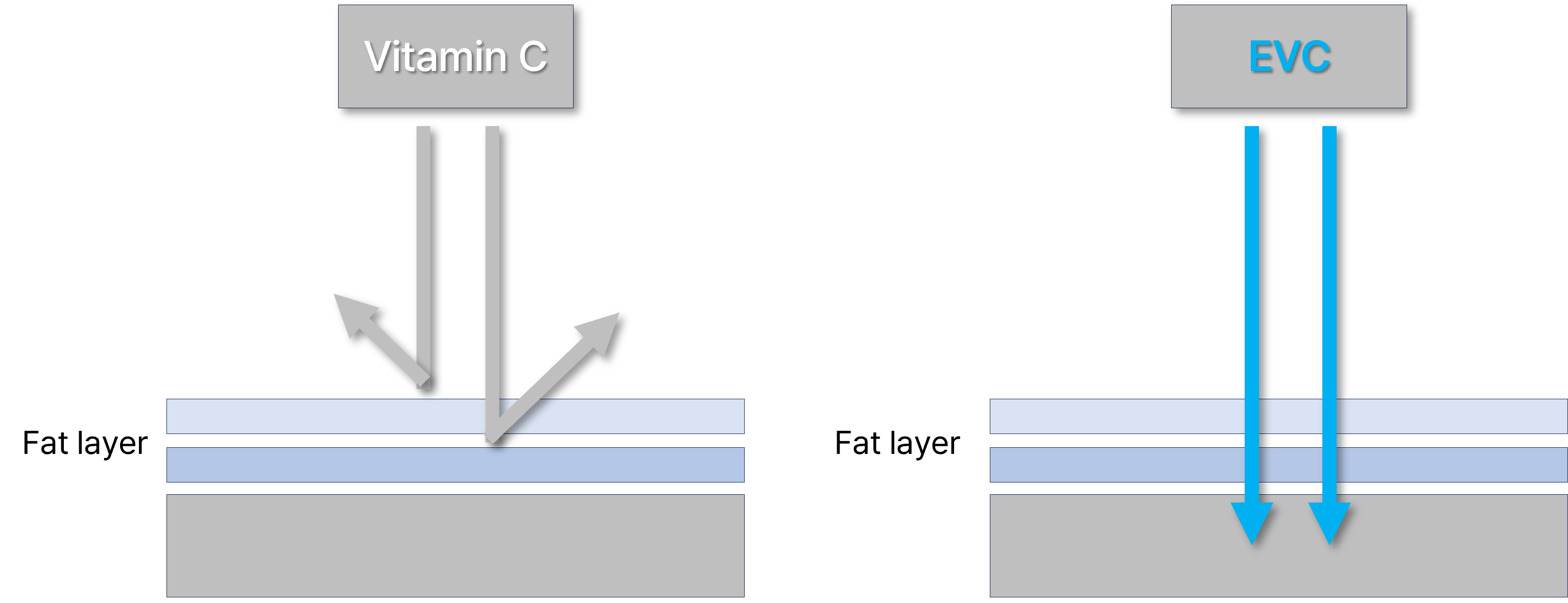 EVC Skin Absorption Diagram